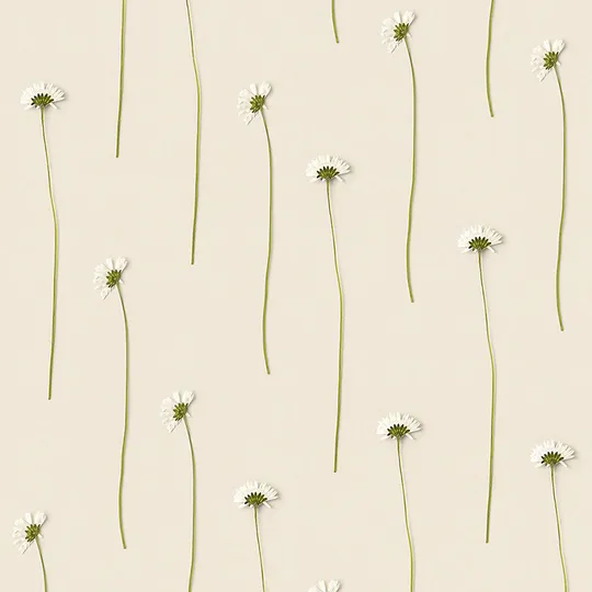 Studio Ditte Tapete – Gänseblümchen