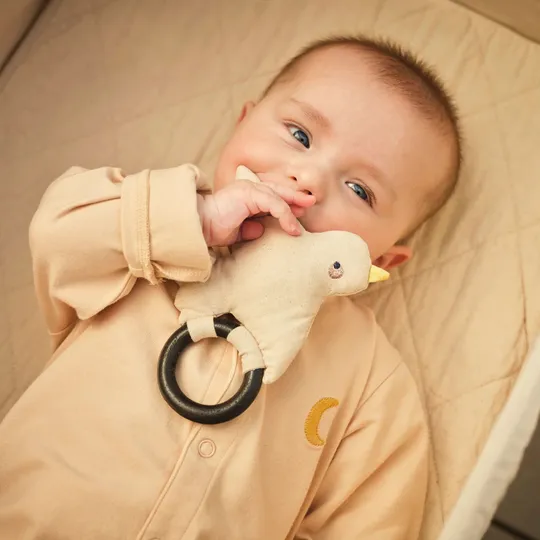 Moonboon Rassel - Vogel